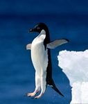pic for Penguin dive